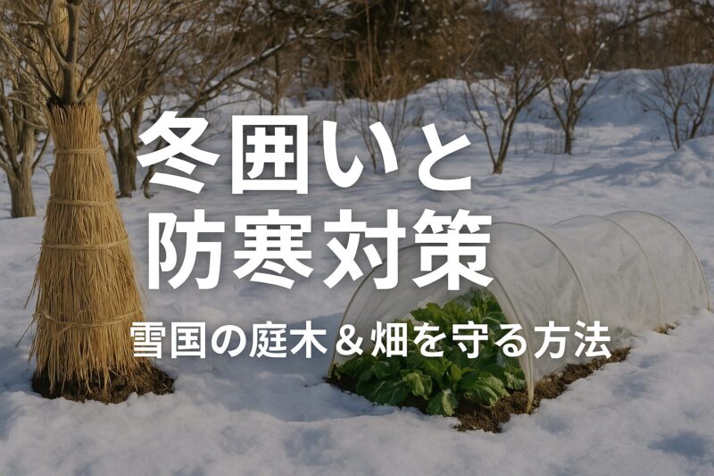 冬囲い