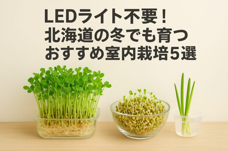室内栽培