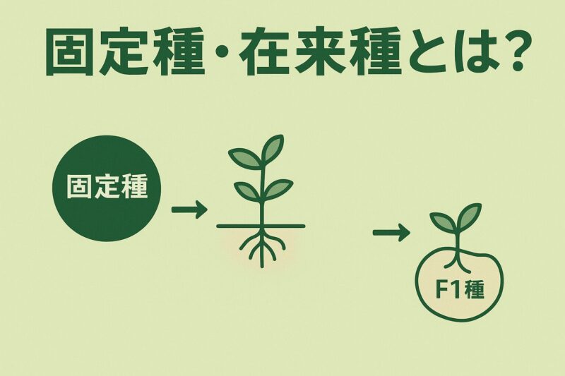固定種　在来種　F1