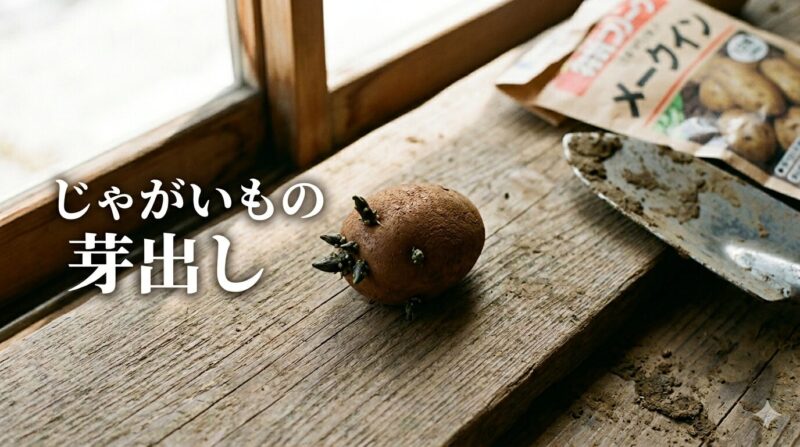 じゃがいもの芽出し