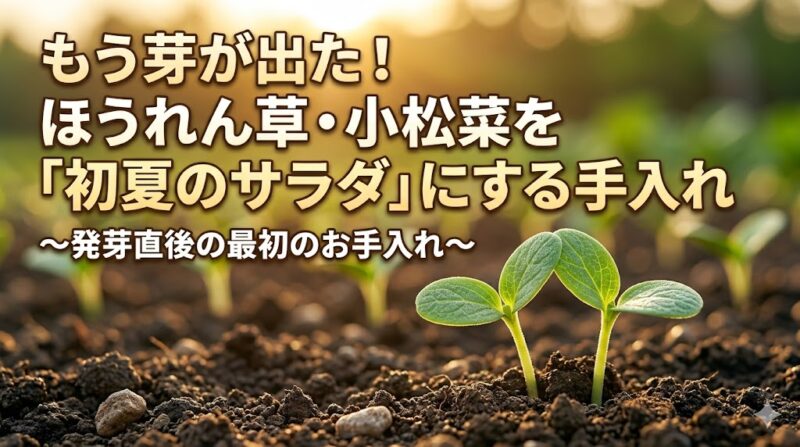 ほうれん草発芽