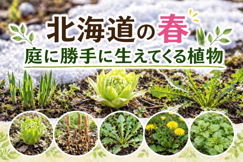 北海道に春の植物